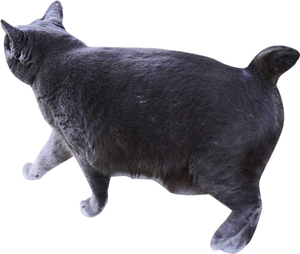 黒色の猫の写真