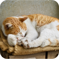 猫が寝ている写真3