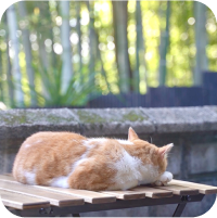 猫が寝ている写真1